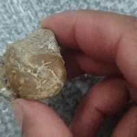 سنگ قیمتی .فسیل .حدید