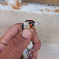 فروش سهره چونه خط نر|پرنده|شیراز, آزادگان|دیوار