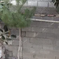 فروش یوکاوسیکاس وکاج|گل و گیاه طبیعی|سرخرود, |دیوار