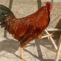 خروس محلی|حیوانات مزرعه|مرودشت, ژیان|دیوار