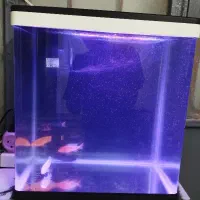 اکواریوم‌ زیبا نو نو