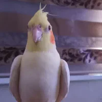 عروس هلندی ماده لوتیتو