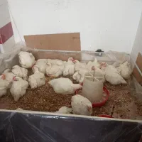 مرغ فروشی جمال /شستشو وقطعه بندی|خوردنی و آشامیدنی|مهاباد (آذربایجان غربی), |دیوار