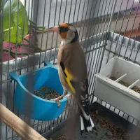 سهره جوجه سال|پرنده|ری, امین آباد|دیوار