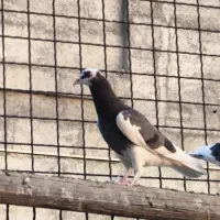 جوجه تیکه پاره|پرنده|تهران, تهرانپارس شرقی|دیوار