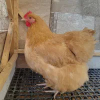 تخم اورپینگتون