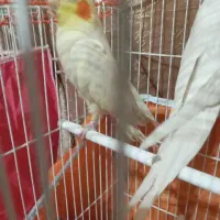 عروس نر