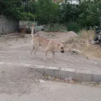 سگ..
