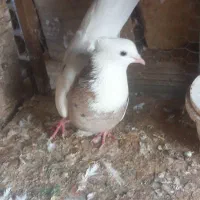 کبوتر زینتی