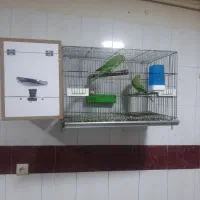 ی جفت طوطی ملنگو