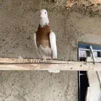 طوقی زرد|پرنده|بهار, |دیوار