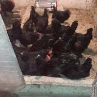 خروس مرندی بالغ|حیوانات مزرعه|ساری, |دیوار