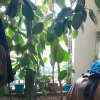 گل طبیعی|گل و گیاه طبیعی|چناران, |دیوار