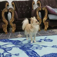 پامر|سگ|فلاورجان, |دیوار