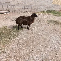 بز میش
