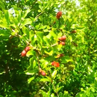باغ و باغچه ۱۷۰ متری درختان ۱۲ ساله قدیمی|فروش زمین و ملک کلنگی|تهران, امیریه|دیوار