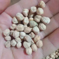 نخود و عدس محلی قرمز