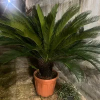 فروش گیاه سیکاس