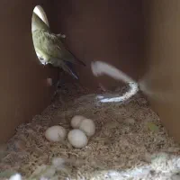 طوطی برزیلی|پرنده|پاکدشت, پاکدشت (مامازند)|دیوار