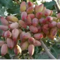 باغ پسته بارده حبیب آباد