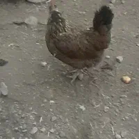 گلین لری|حیوانات مزرعه|مشگین شهر, |دیوار