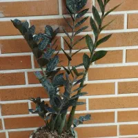 زامفولیا بلک|گل و گیاه طبیعی|گتاب, |دیوار