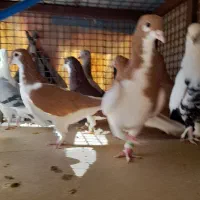 کبوتر|پرنده|شیراز, کوشک میدان|دیوار