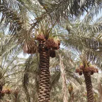 استخدام پرنسل خانم برای کارگاه خرما