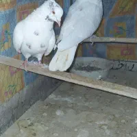 کفتر ماهرو|پرنده|قدس, هفت جوی|دیوار