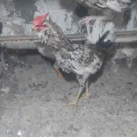 معاوضه خروس