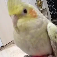 عروس هلندی اهویی گمشده