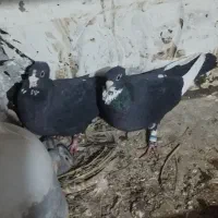 پلنگ سیاه عطیقه