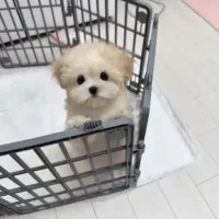 کوچولوهای ریزه میزه