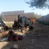 4بز بی بزغاله|حیوانات مزرعه|اسحاق آباد, |دیوار