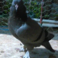 فروش کبوتر پرشی|پرنده|رامسر, |دیوار