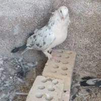 سلام .دو نر زینتی