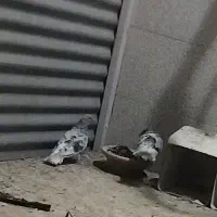 نر و مایه سور دم سفید
