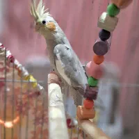 طوطی عروس|پرنده|رشت, شهرک شهید مفتح|دیوار