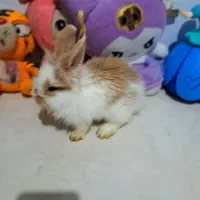 خرگوش لوپ|موش و خرگوش|مشهد, هفده شهریور|دیوار