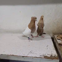 فروش کبوتررنگی|پرنده|بندر امام خمینی, |دیوار