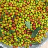 آلوچه وکره محلی