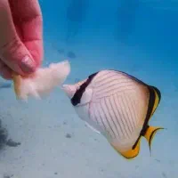 ماهی آبشور|ماهی|لیردف, |دیوار