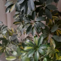 گل شفلرا|گل و گیاه طبیعی|نیشابور, بزرگمهر|دیوار