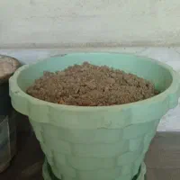 گلدان خالی با خاک و گلدان باهم گیاه گندمی