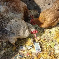 مرغ|حیوانات مزرعه|مشهد, شهید قربانی|دیوار