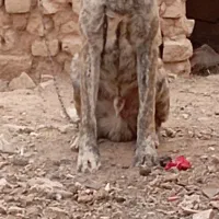 توله خراسانی نر