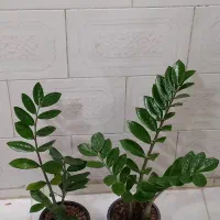 گل زاموفیلیا|گل و گیاه طبیعی|کرمانشاه, |دیوار