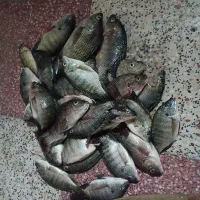 ماهی تازه