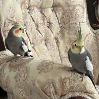 دوتا عروس هلندی نر سخنگو