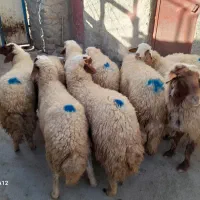 کاور سنجابی ده راس پوشی|حیوانات مزرعه|روانسر, |دیوار